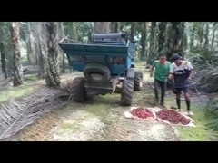 TRATOR DO ÓLEO DE PALMA WEA08