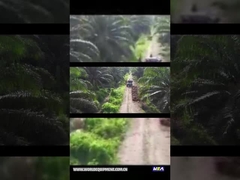 TRATOR DO ÓLEO DE PALMA WEA18