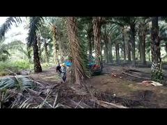 trator do óleo de palma da distância entre o eixo dianteira e traseira de 2150mm com capacidade agrícola do depósito de gasolina do pneu 11L