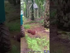 Trator Mini Farm Trator With Grapple do óleo de palma de 22HP Indonésia